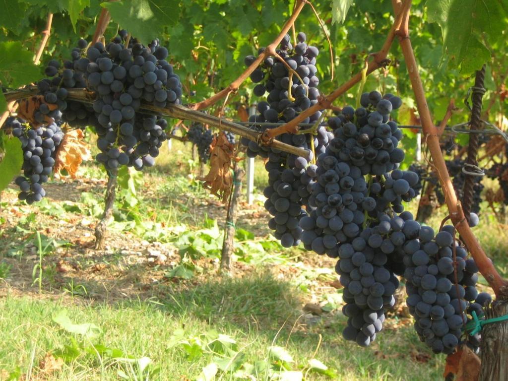 Fattoria Di Rignana Winery Bnb Greve in Chianti Luaran gambar